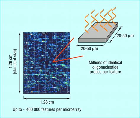 Image result for What Is DNA Microarray