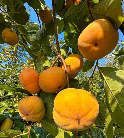 Afbeeldingsresultaten voor Persimmon Tree Missouri