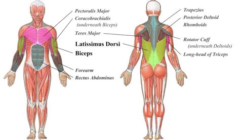 Image result for Long-Running Muscles