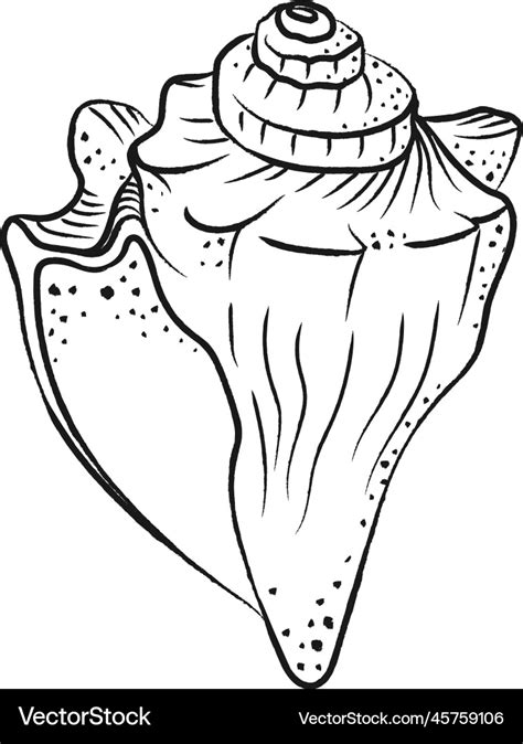 Bahamas Conch Shell Drawing に対する画像結果