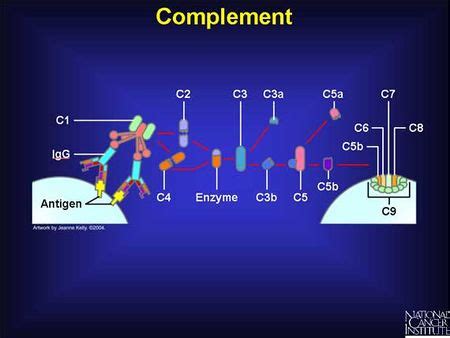 Image result for Complement Function Immune Response