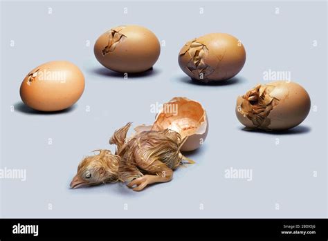 Java Chicken Hatching Eggs に対する画像結果