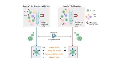 Afbeeldingsresultaten voor Negative Selection a and P 2