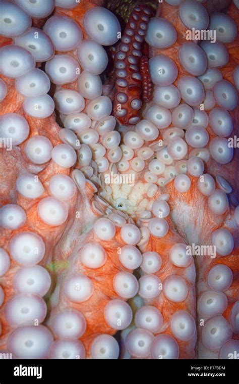 Image result for Octopus Beak