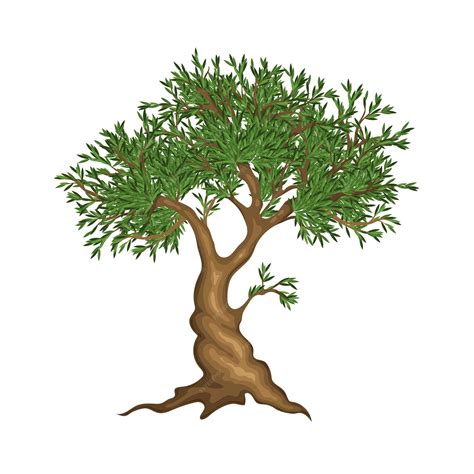 Olive Tree Vector に対する画像結果