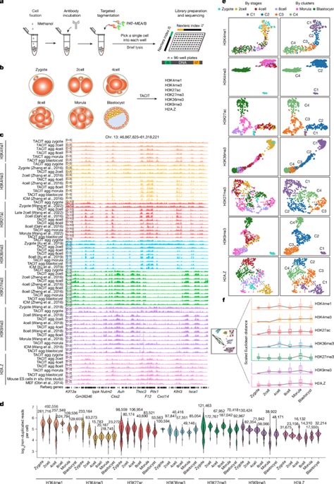 Image result for Single Cell Histone Modification