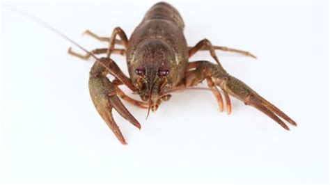 Image result for Crawdad Hole Fishing