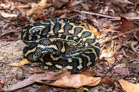 Image result for Red and Grey Snake Python