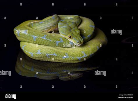 Image result for Sorong Green Tree Python