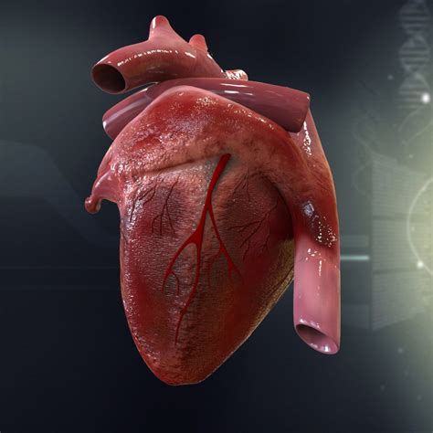 Image result for Human Heart 3D Model