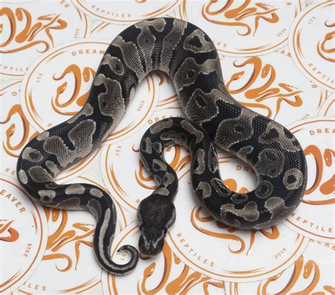 Toradh íomhá ar Axanthic Pewter Ball Python
