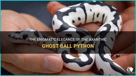 Image result for Axanthic Ghost Spider Ball Python