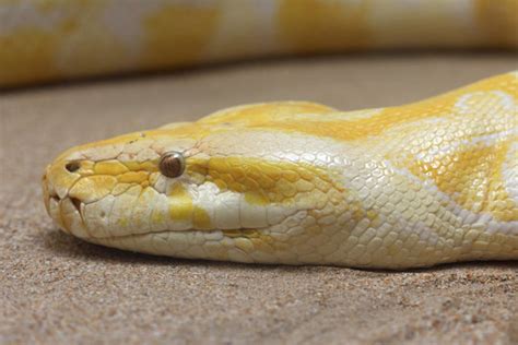 Image result for Hard Tiger vs Python