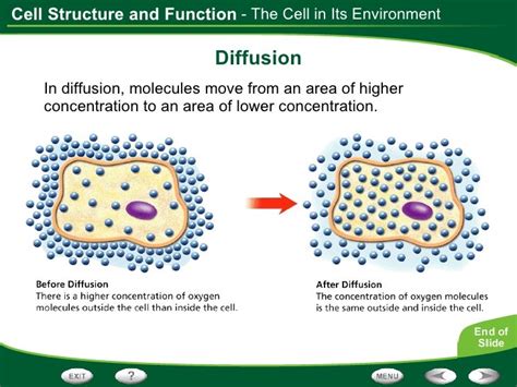 Cell Structure And Function