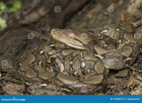 Image result for Baby Reticulated Python