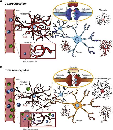 Image result for Astrocyte Function