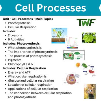 Image result for Popular Cell Processes