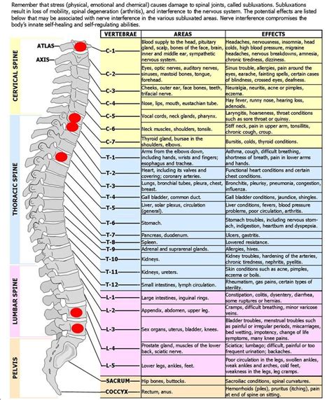 Toradh íomhá ar Location of Spinal Nerves