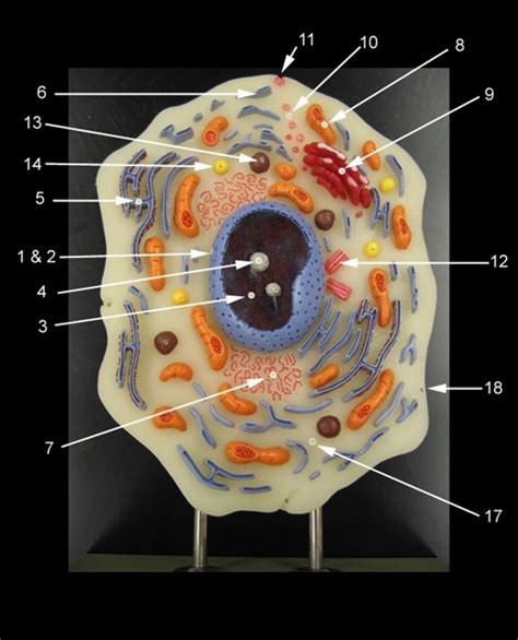 Image result for Lab Cell Model Labeled