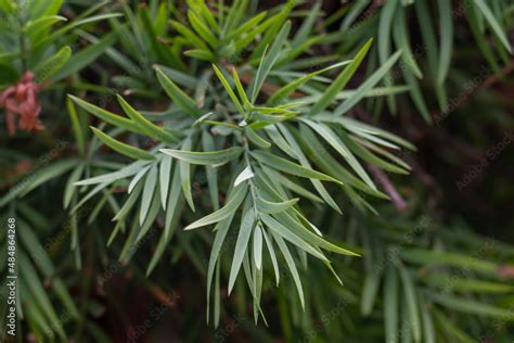 Image result for Zegba Tree