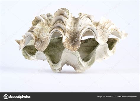 Image result for Open Giant Clam Shell