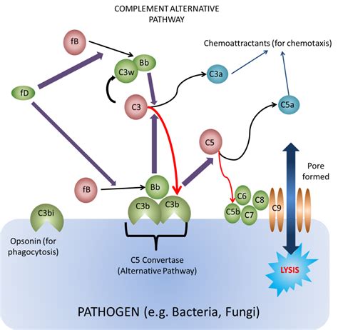 Toradh íomhá ar Complement Fixation Classical Pathway
