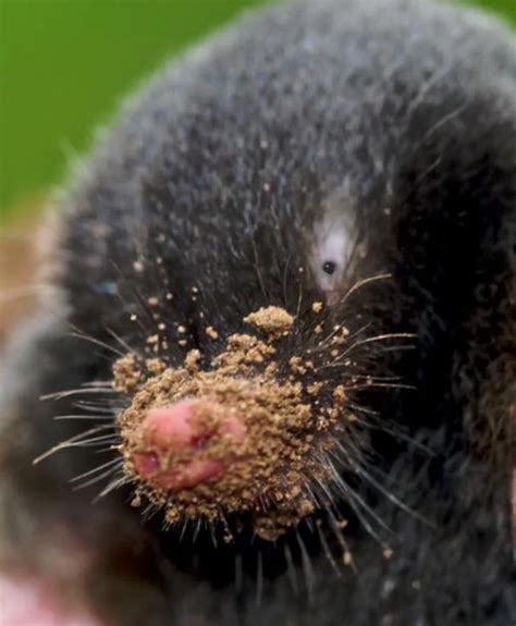 Animals with Spots に対する画像結果