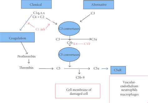 Afbeeldingsresultaten voor C3 Complement Cascade