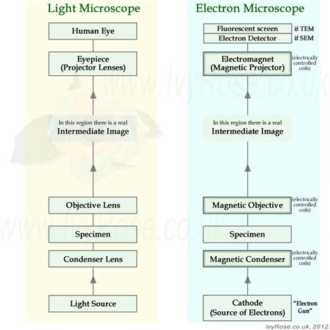 Toradh íomhá ar Light Microscope vs Electron Microscope