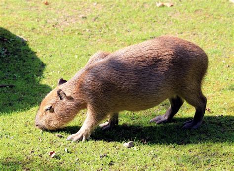 Capybara with Human Teeth에 대한 이미지 결과
