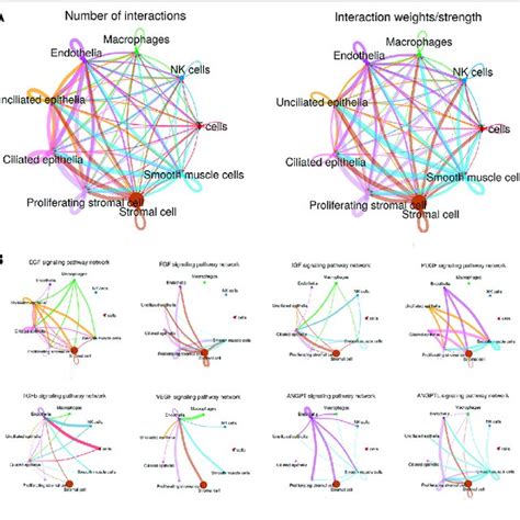 Cell-Cell Interaction Network Visualization に対する画像結果