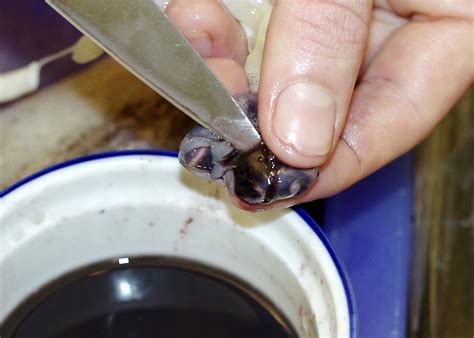 Image result for Ink Sac Real Life Squid