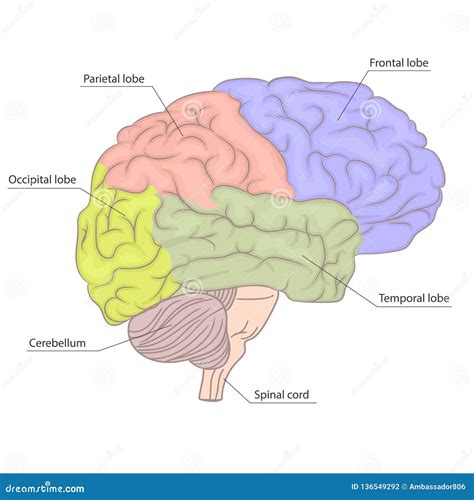 Image result for Brain Side View Labeled