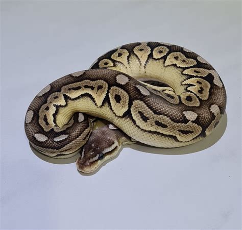 Image result for Het Ghost Ball Python