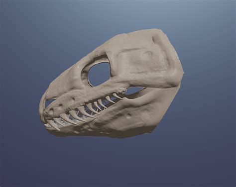 Image result for Ball Python Skull