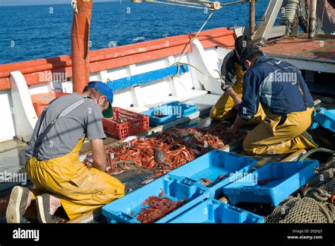 Categorizing Fish に対する画像結果