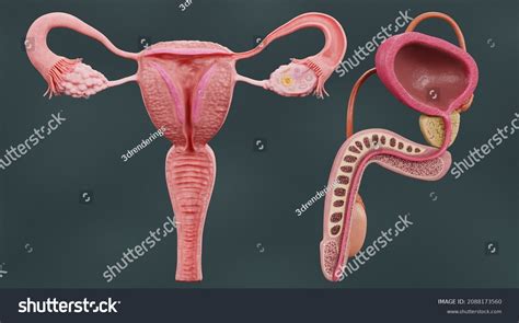 Image result for Human Reproduction Interactive