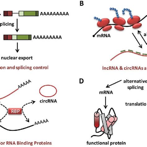 Toradh íomhá ar Non-Coding Variants