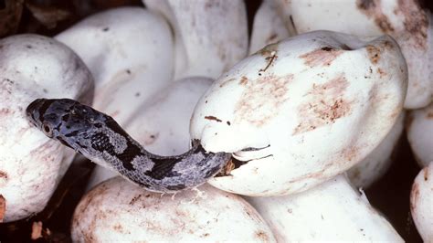 Image result for Baby Python Snake After Hatching