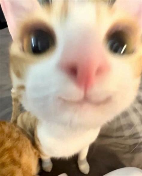 Toradh íomhá ar Python/C Meme