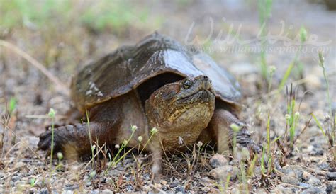 Image result for Snapping Turtle Long Neck