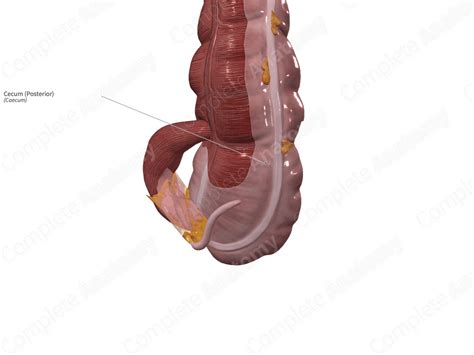 Digestive System Labeled Cecum に対する画像結果