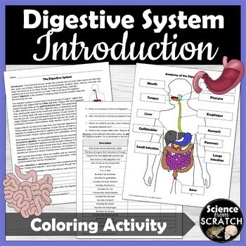 Image result for Science From Scratch the Digestive System Answer Key