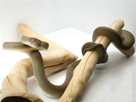 Patternless Pygmy Python ପାଇଁ ପ୍ରତିଛବି ଫଳାଫଳ