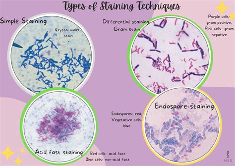 Image result for Simple Staining Technique