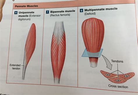 Image result for Parallel Muscle
