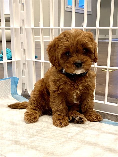 8 Week Old Cavapoo に対する画像結果