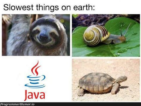 Image result for java between python memes