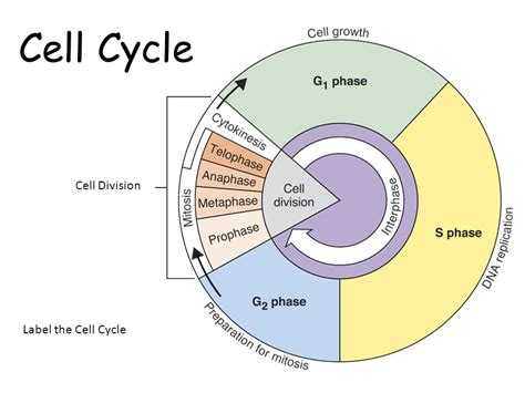 Image result for Call Cycle Graph