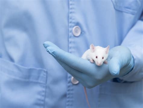 mRNA Testing On Animals に対する画像結果